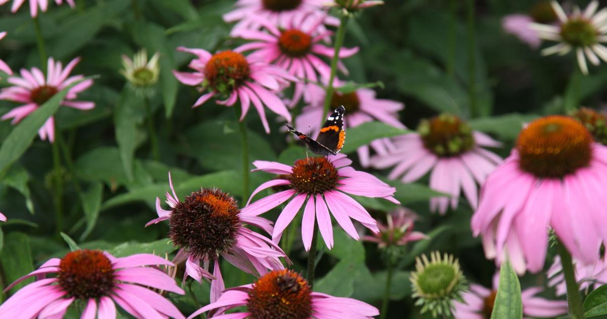 Pollinators Vip Welcome pollinators — and watch your garden grow