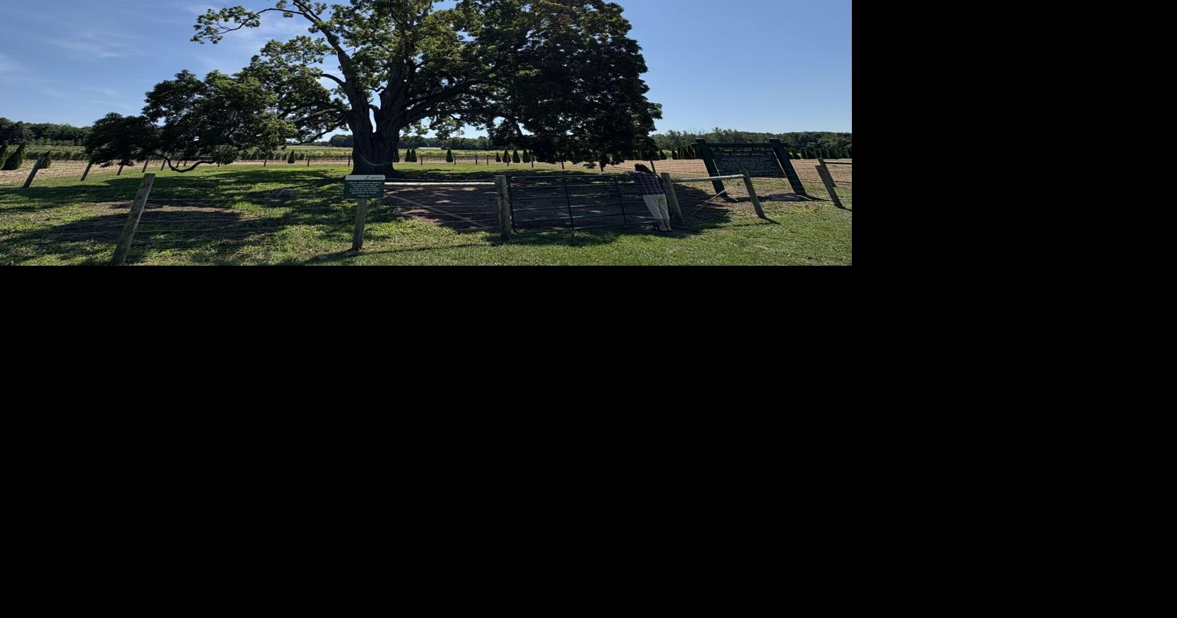 Canada's oldest sugar maple tree is in this tiny Ontario town and it dates back over 4 centuries