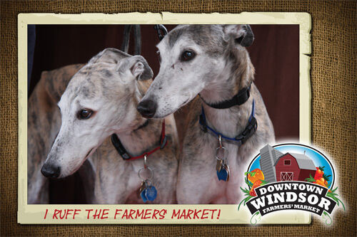 market-greyhounds