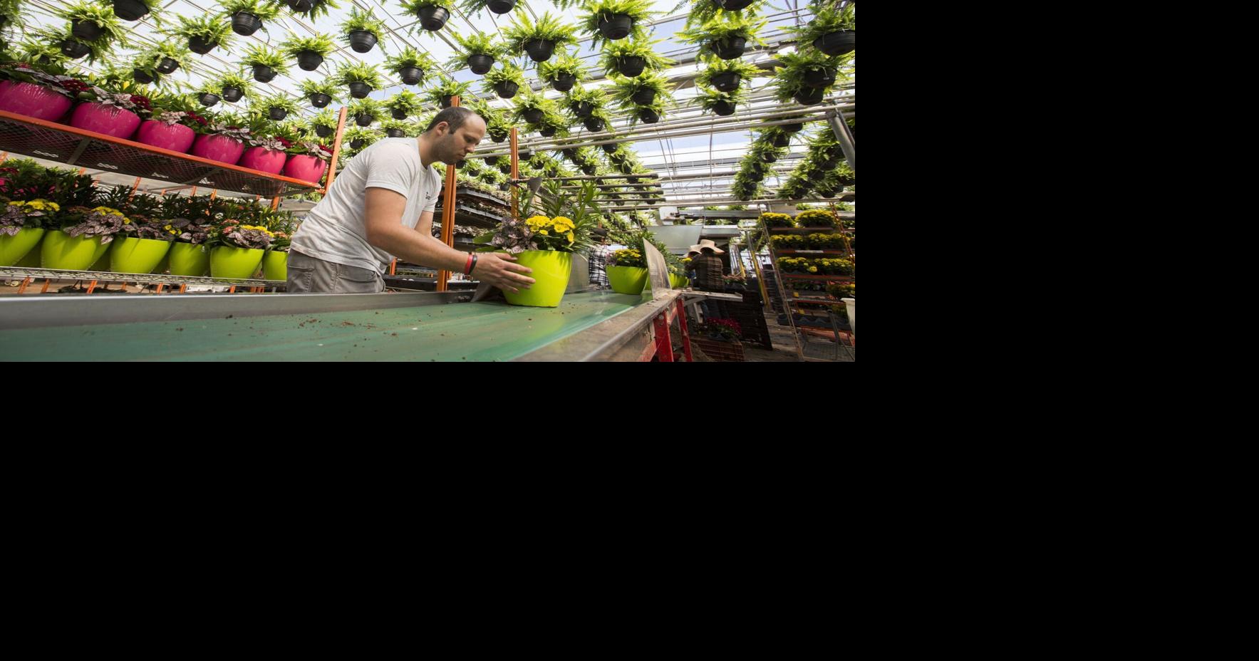 As ‘greenhouse capital of Canada,' Lincoln tariff team monitoring latest Trump trade tiff