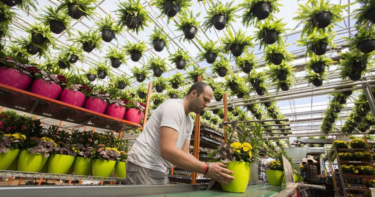 As ‘greenhouse capital of Canada,' Lincoln tariff team monitoring latest Trump trade tiff