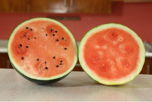 Fontaine watermelon 2個 Watermelon - Mount Sugarmoon Mix – No Coast Seeds