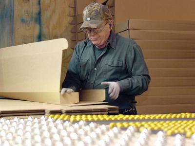 Beautiful Hibiscus Viceroy Plant Australia