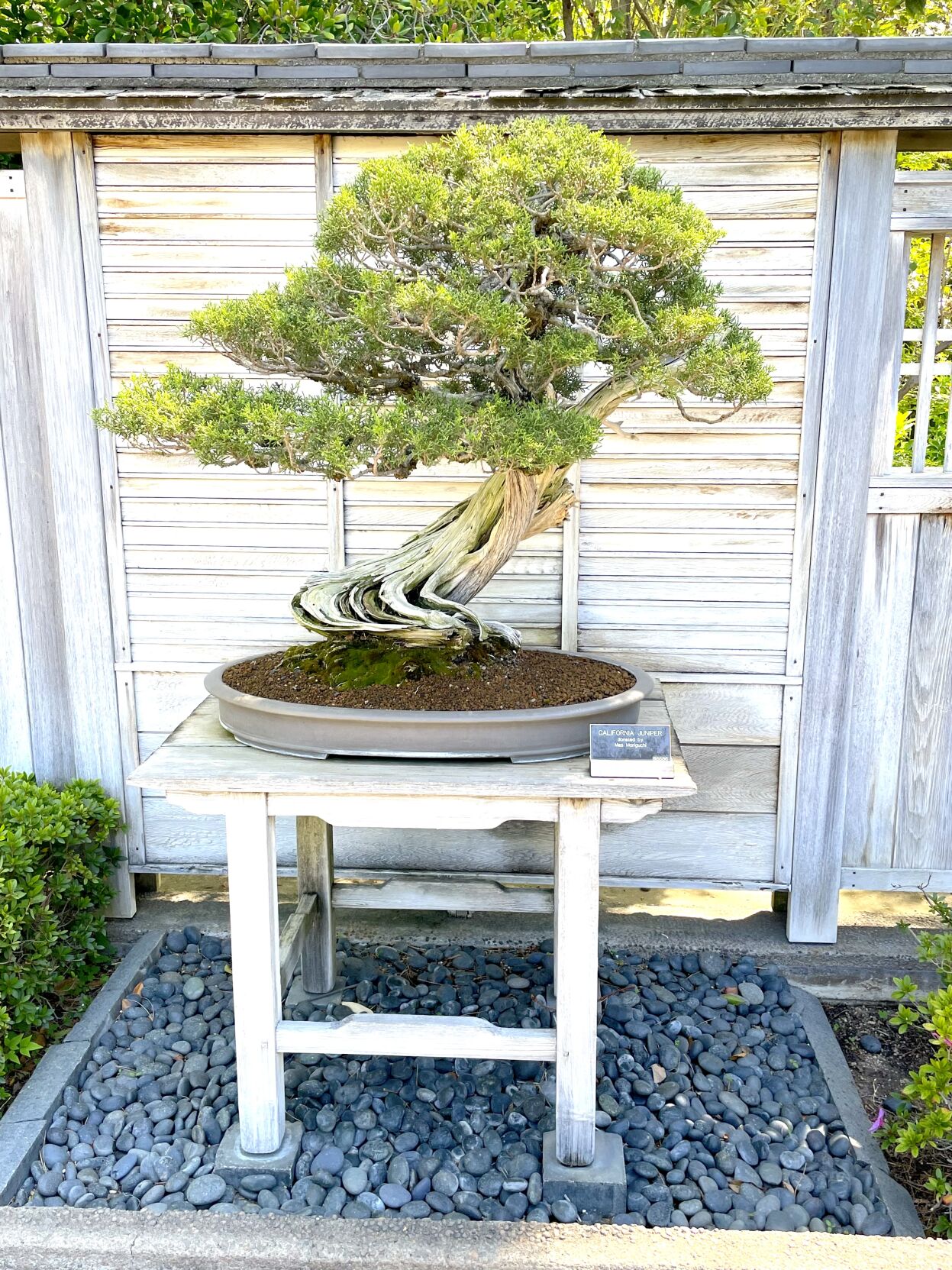 Garden Club Explores Huntington Bonsai Collection | San Marino Tribune |  outlooknewspapers.com