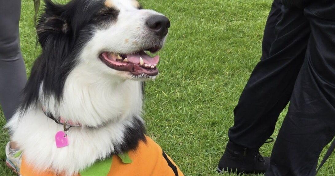 Dogs to Take Over Lacy Park on Sept. 12