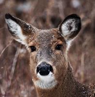 So-so 2023-24 deer seasons brought to frigid end