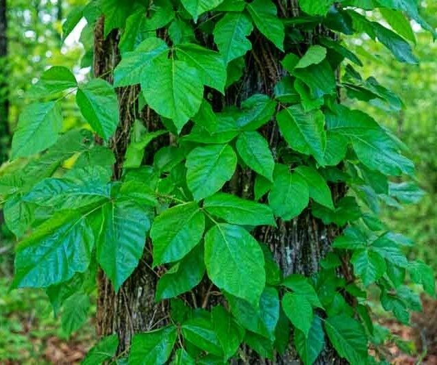 Poison ivy: Recognize and respect the itch maker