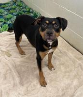 Pet of the Week: Gemma