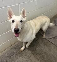 Pet of the Week: Sophie