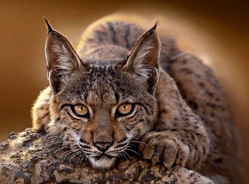 Bobcats in Kentucky