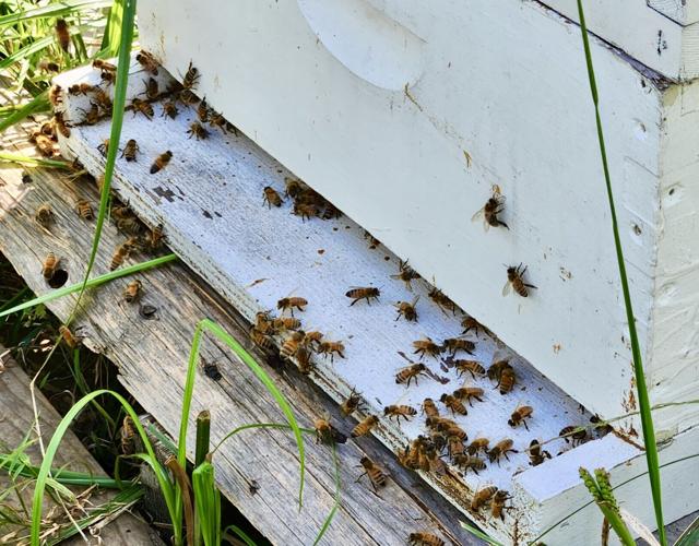 Hobbyist beekeeping anything but easy News