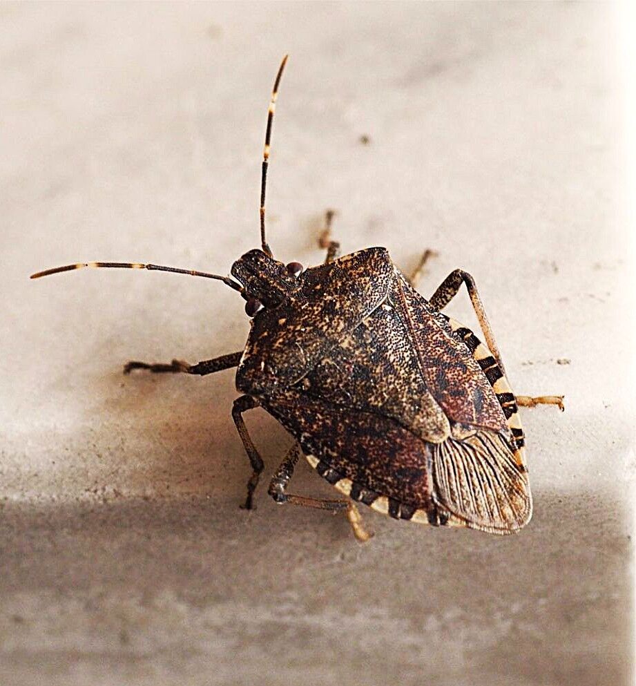 Did warmer weather fool the stink bugs? | Sports | paducahsun.com