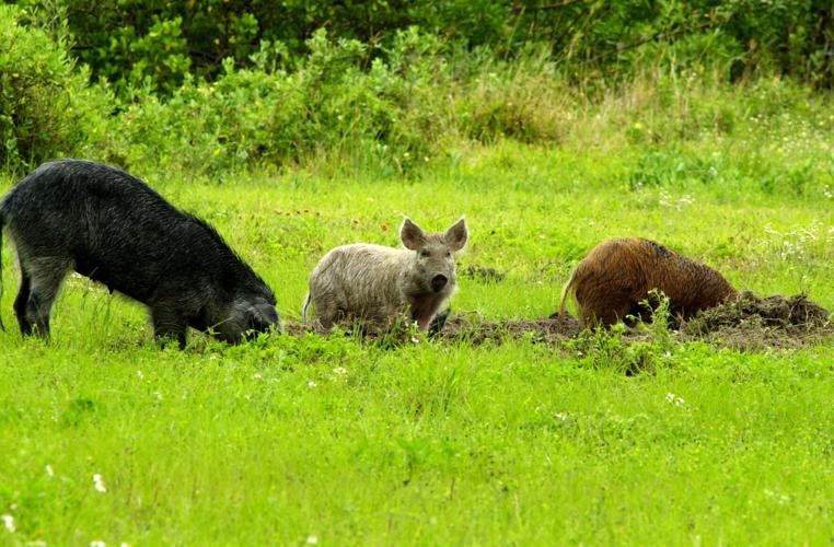 USDA's APHIS conducts wild pig eradication in LBL