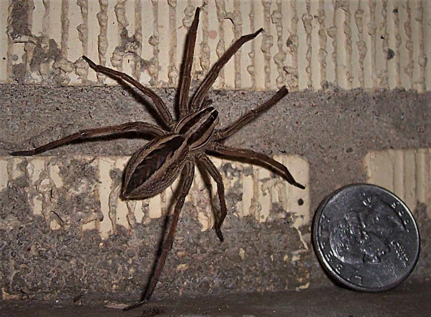 wolf spiders these speedy hunters hardly warrant our loathing for them local sports paducahsun com wolf spiders these speedy hunters