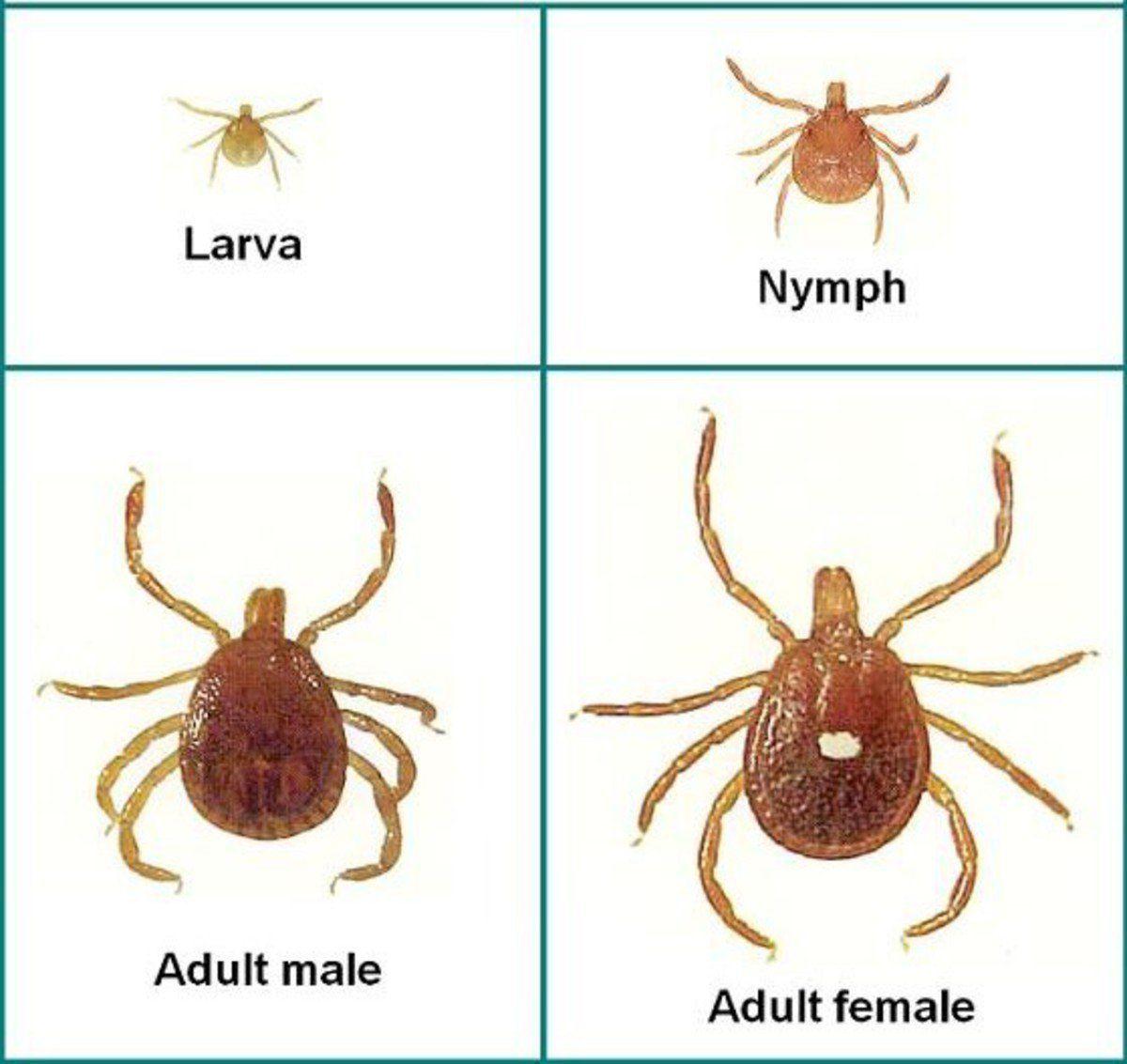 Препарат для потенции лао сэ лон, 24 капс. Тип лон. Лампа накаливания лон 150вт a65 230в. Лампа накаливания лон 150вт a65 230в. Тип лон.