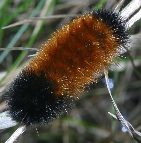What does a fuzzy worm know about winter forecasting?