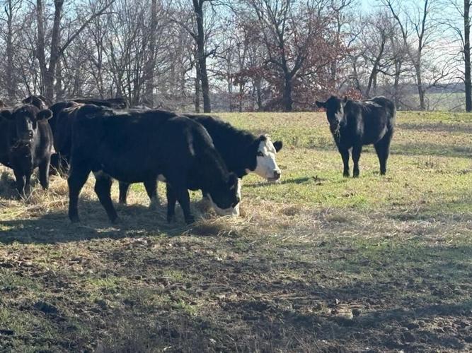 Abnormal drought affects hay production, quality of goods down the line ...