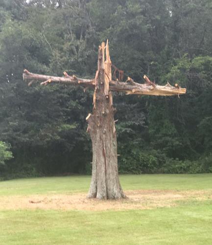 Lightning strike transforms cypress tree into cross | News 