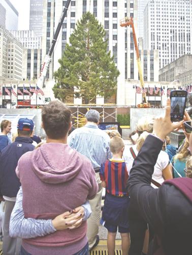 78-foot spruce tree hoisted into place at NY Rockefeller Center | News ...