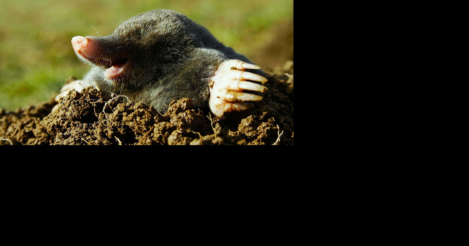 They can dig it; Moles aerate soil, control insects … and trash the lawn