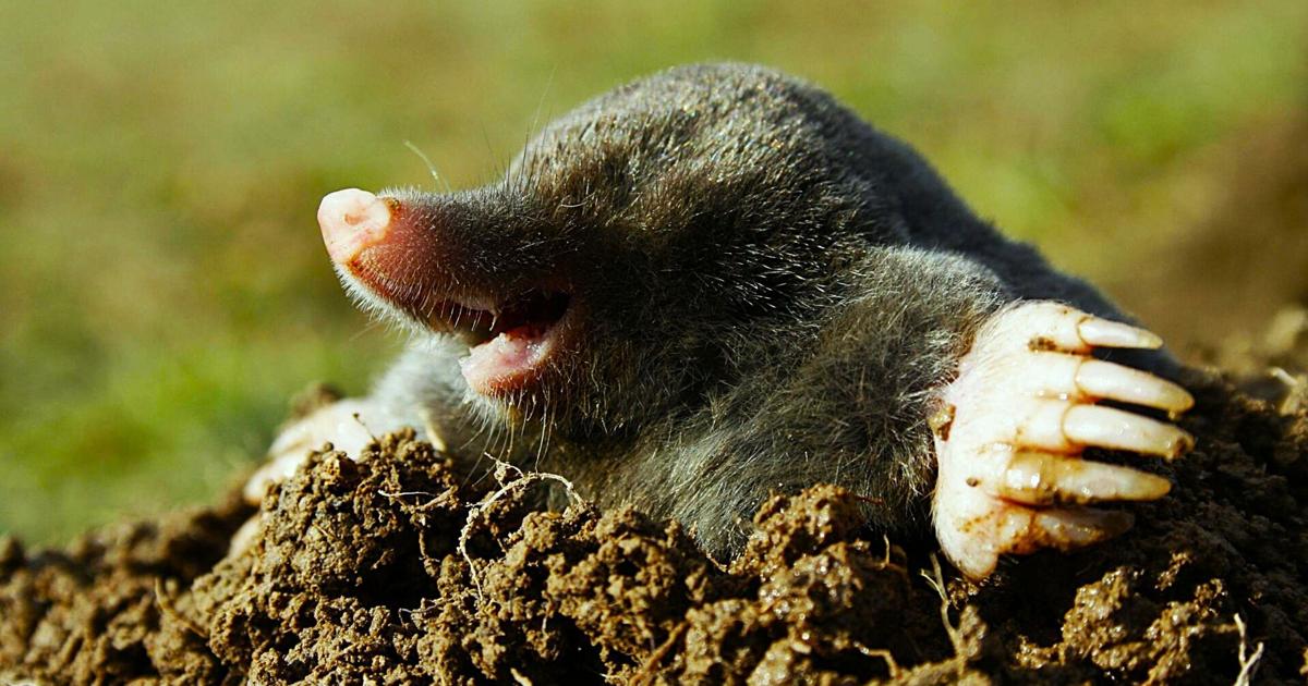 They can dig it; Moles aerate soil, control insects … and trash the lawn