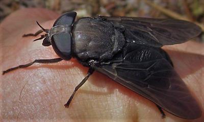 Black horse fly