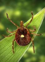 Fight the bite: You can’t beat the bugs, but you can repel them