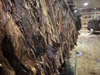 tobacco insurance fraud in kentucky KY agriculture industry members sentenced for crop insurance fraud | News