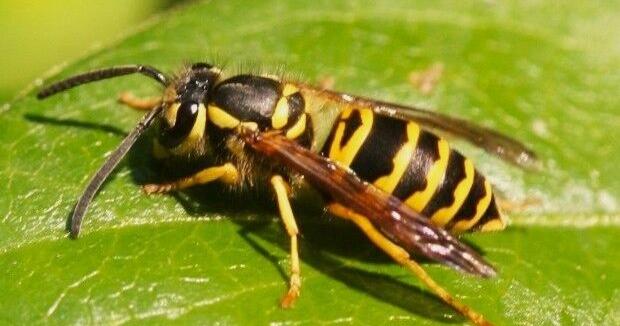 The sting's the thing: Yellowjackets endure in fall, and they're grumpy