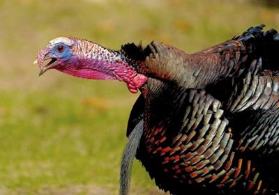 Gobbling tom turkey.jpg