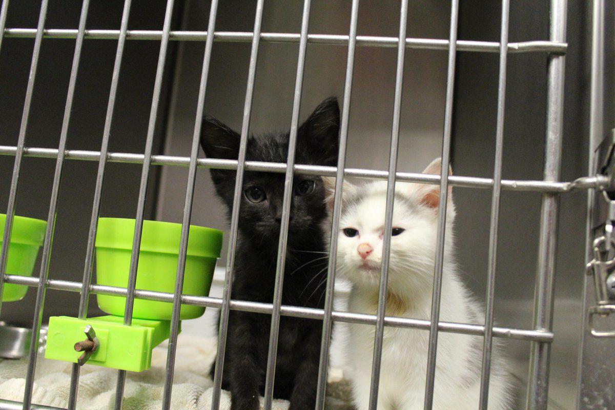 Mccracken Humane Society Gets Most Animals In Summer Local News