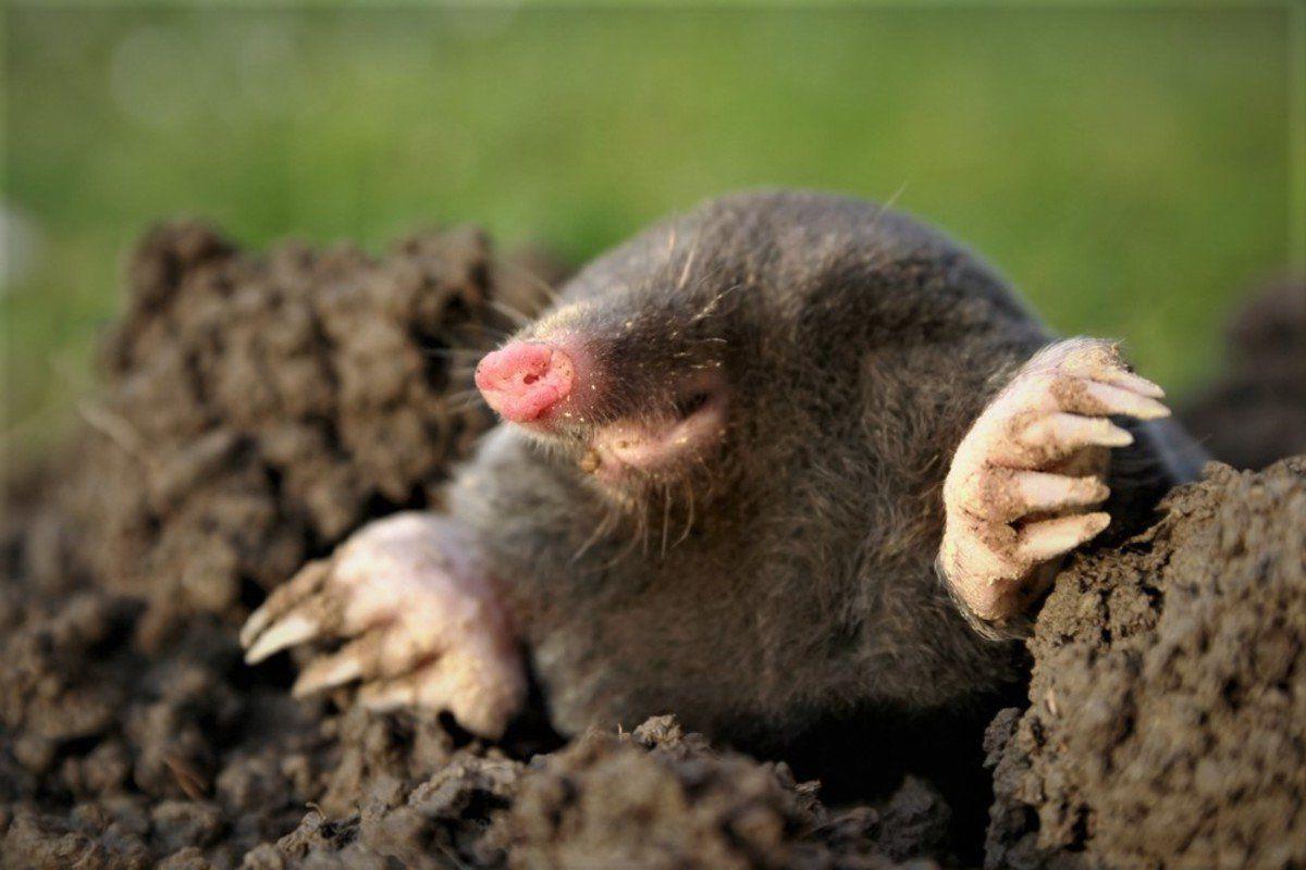 Dastardly Diggers Your Problem Mole Won T Leave For Winter But He