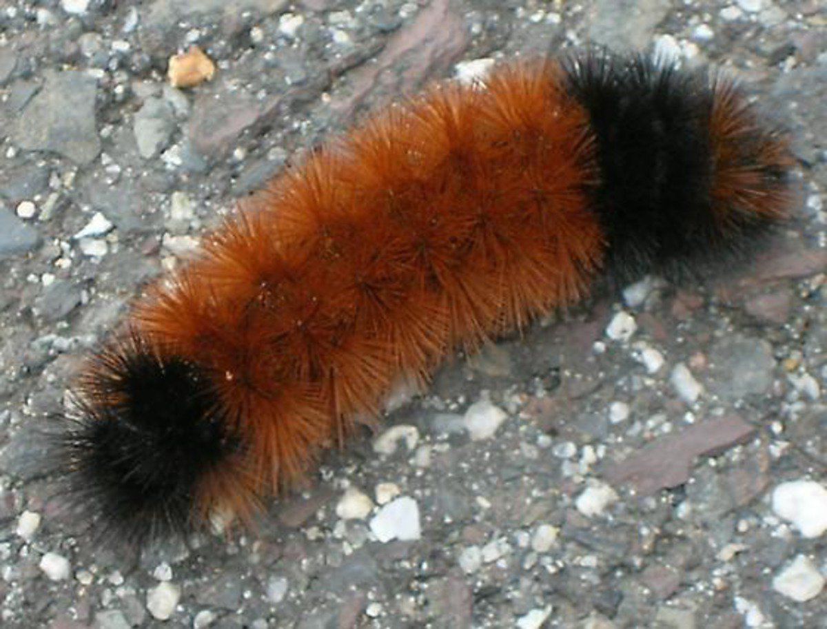 woolly bear caterpillar plush