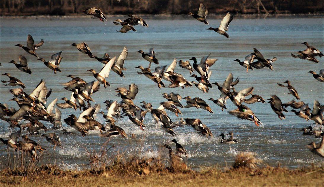 Thursday brings Kentucky duck, goose hunt openers Local Sports