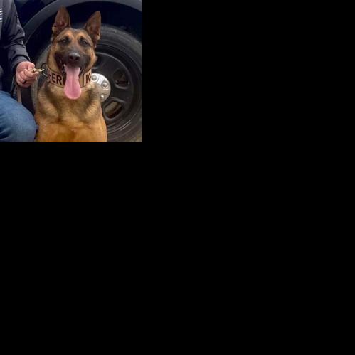 Kentucky State Police investigate death of Fulton County Sheriff’s Office tracking dog | News
