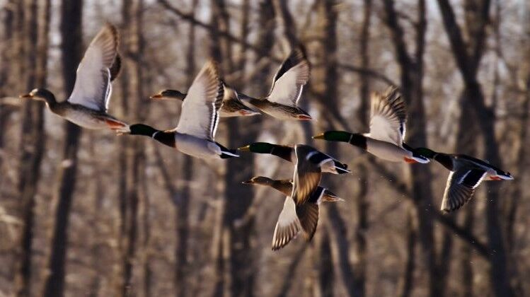 Must do's for this upcoming Waterfowl season –