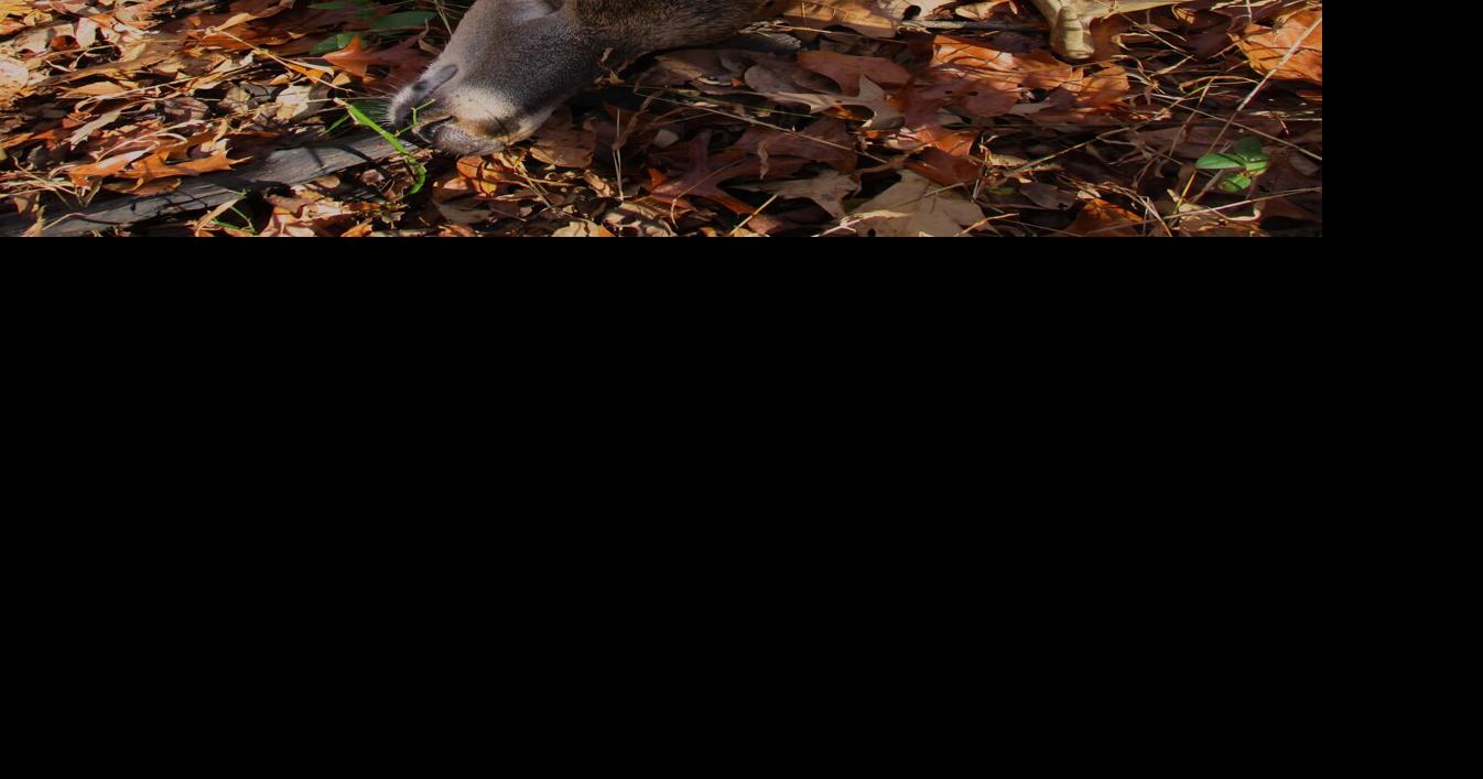 No changes to late deer hunting despite CWD find Sports