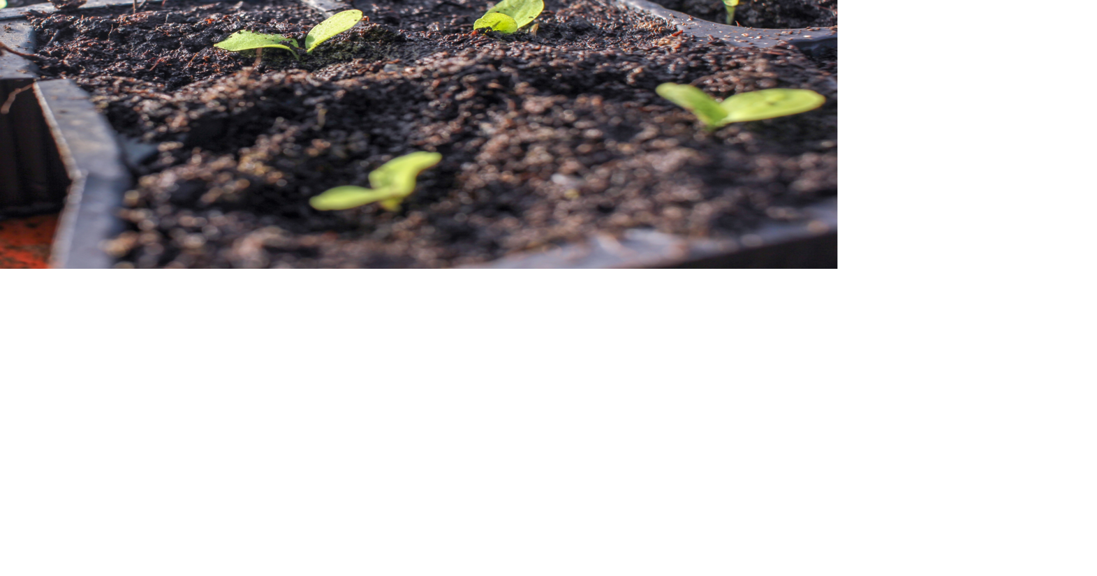 Seed Starting 101: Tips for Gardeners Getting Ready for Spring | Life ...