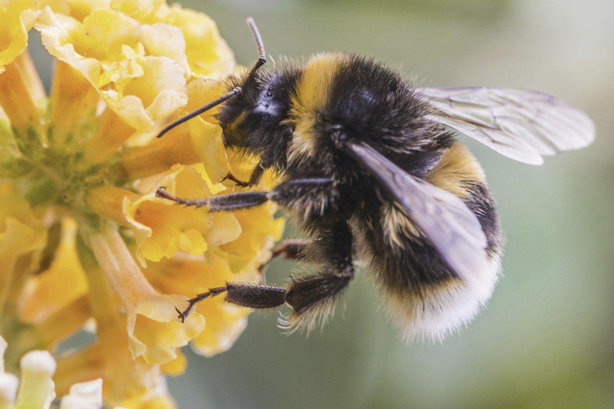 Fat Bottom Bees Local Sports Paducahsun Com Fat Bottom Bees Local Sports Paducahsun Com