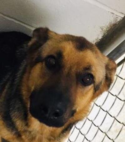 Pet of the Week | Local News | paducahsun.com