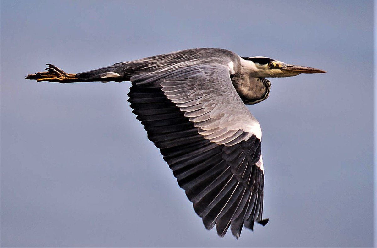 Great Blue Herons Local Sports Paducahsun Com   5d2038f3503b1.image 