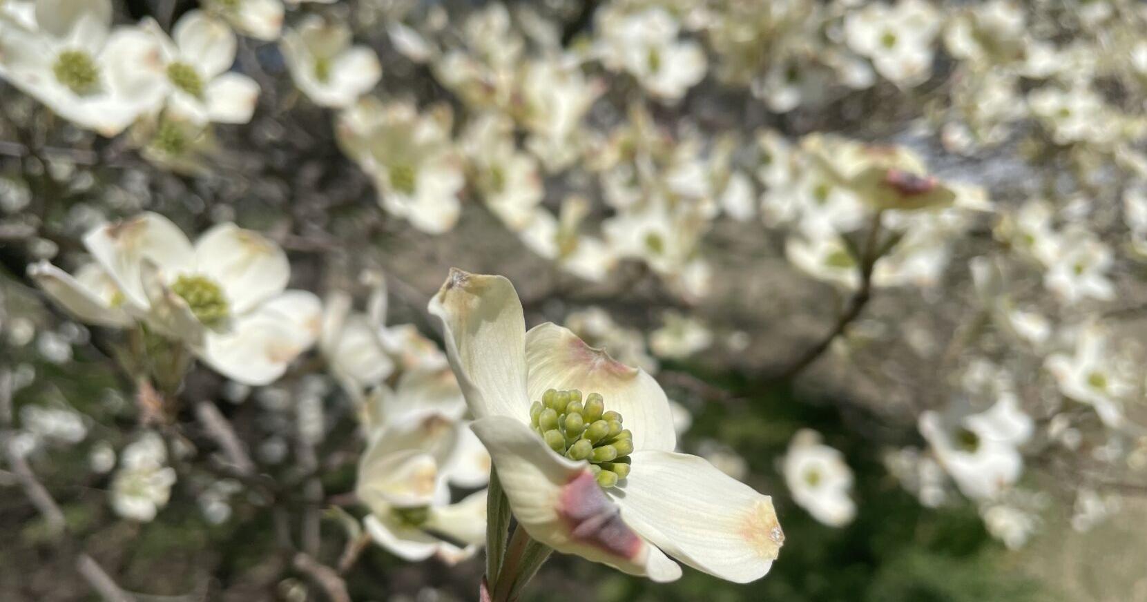 Dogwood Trail begins April 7 as trees bloom early - Vimarsana News