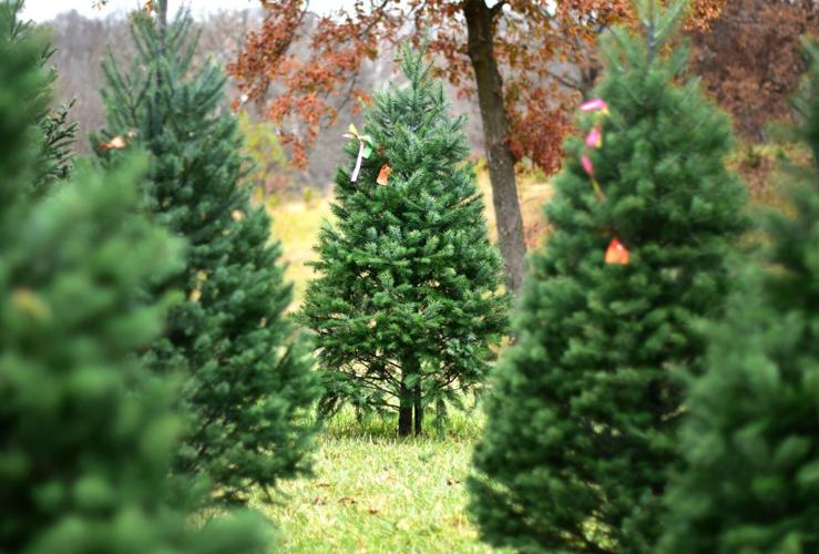 Alfeldt’s Christmas Tree Farm keeps traditions alive News