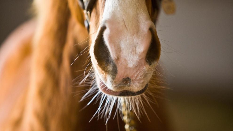 University of Kentucky study finds airborne testing could help spot equine herpesvirus at major events