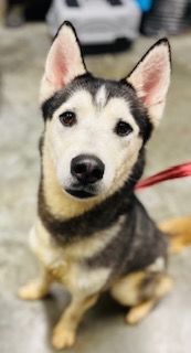 Pet of the Week