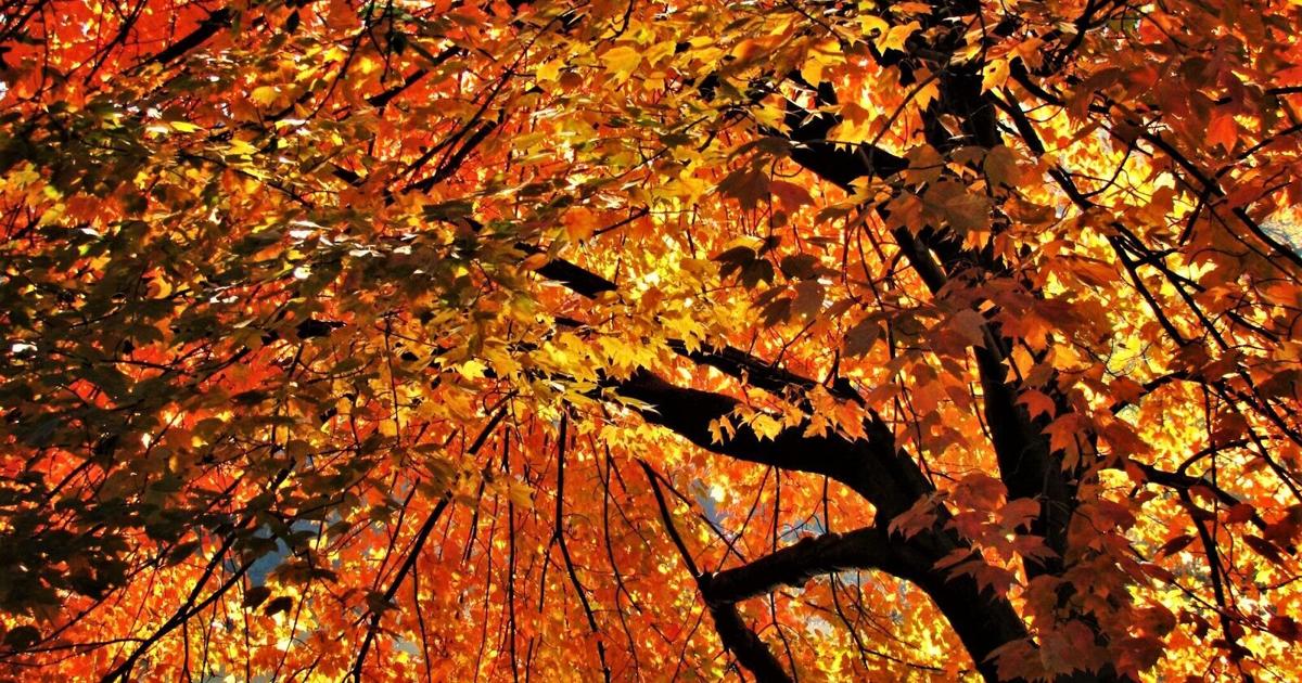 Dry conditions likely to mute autumn colors | News | paducahsun.com