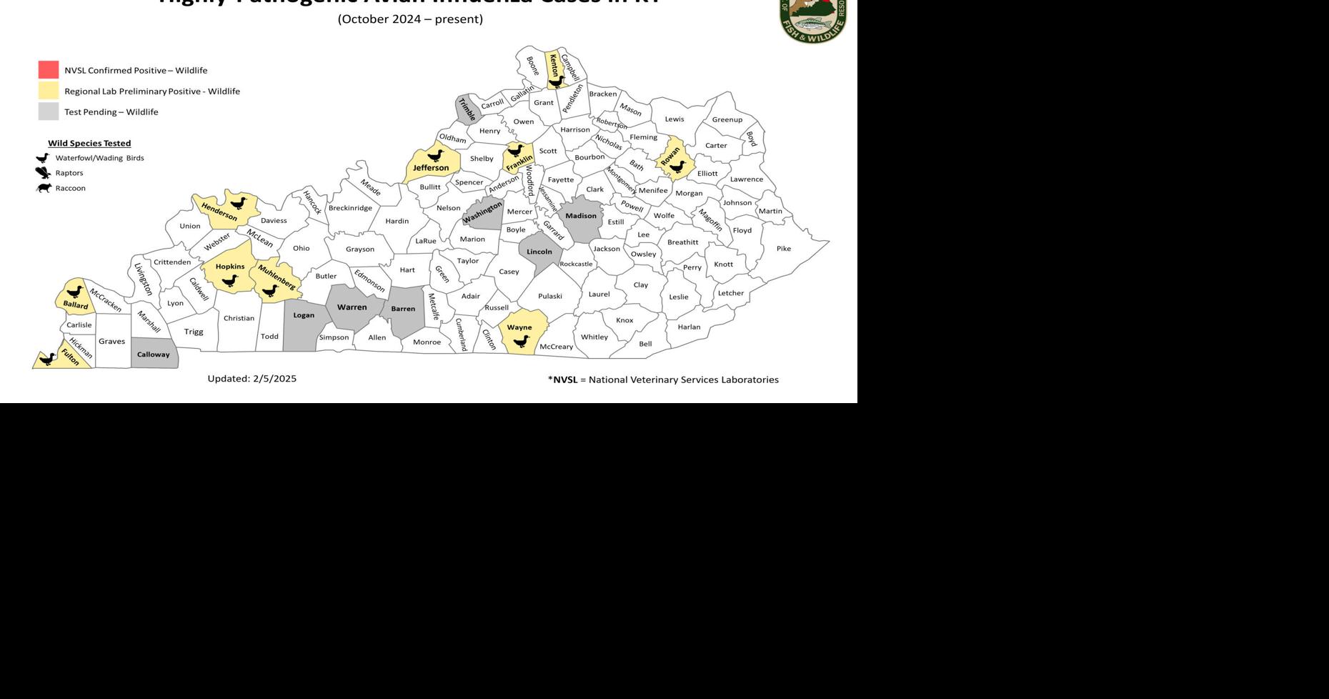 Bird flu spreads among Kentucky wildlife; cases reported in Ballard and ...