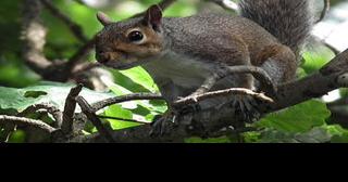 'Fall' squirrel season begins next week | News - Vimarsana News