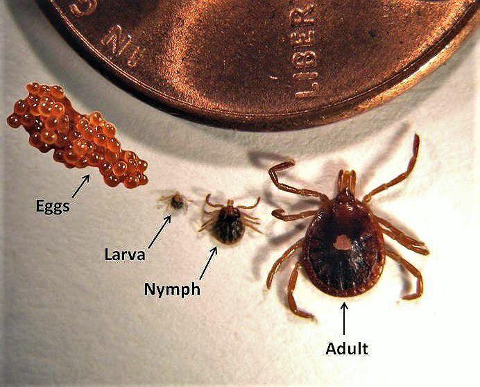 Larval ticks These are heydays for bloodsucking babies of the lone