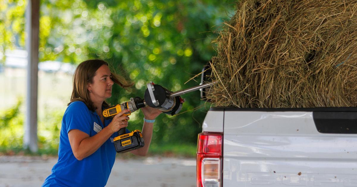 UK launches Forage Testing Program to support Kentucky livestock ...